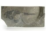Bargain, Eurypterus (Sea Scorpion) Fossil - New York #369318-1